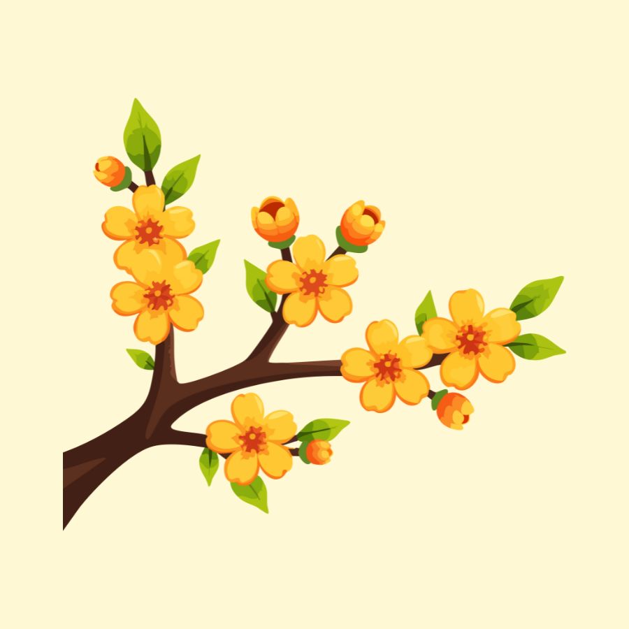 Cây mai, hoa mai, cây mai tết 10